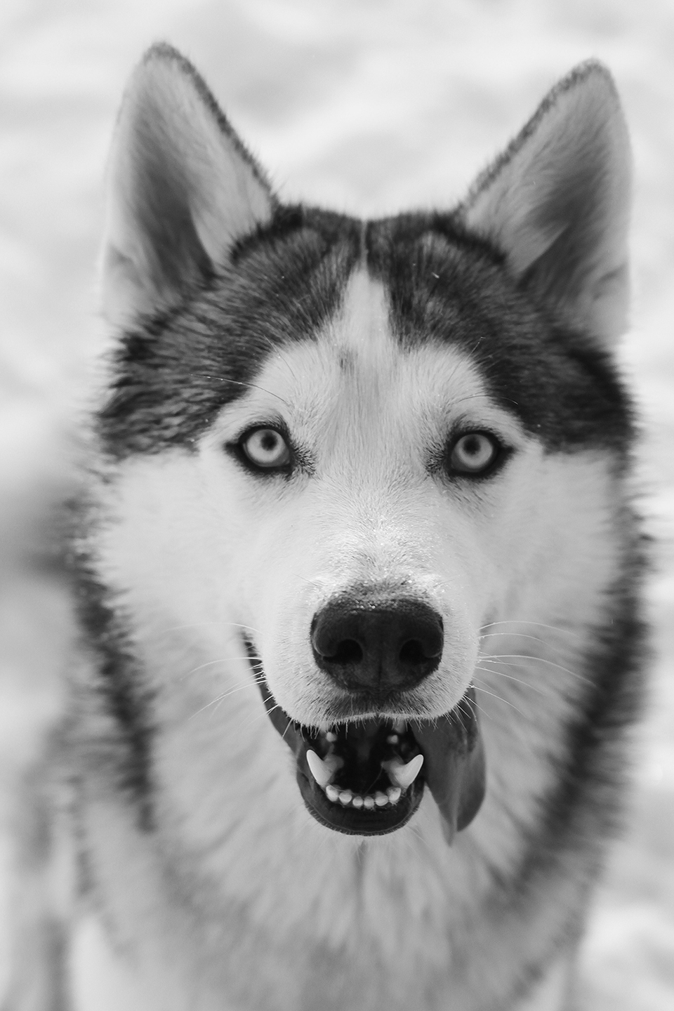 greyscale-husky